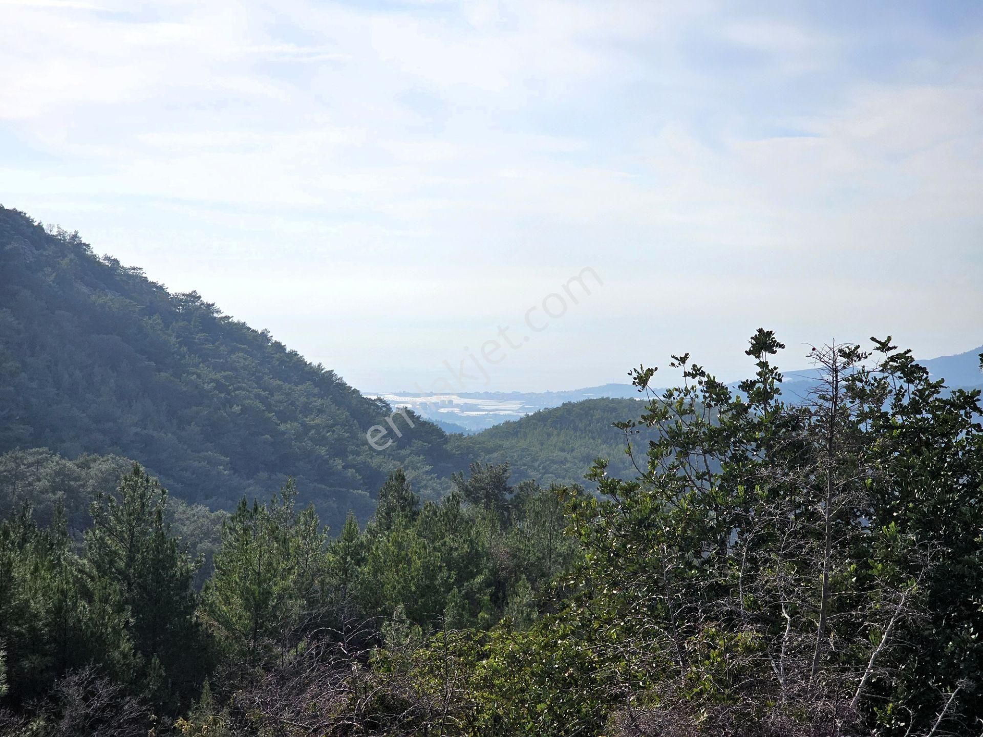 Alanya Çamlıca Satılık Tarla Alanya Çamlıca Köyü Uygun Fiyata Satılık Tarla