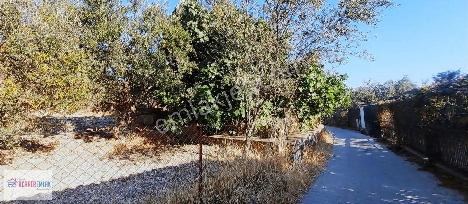 Dikili Bademli Çam Kamp Civarında Satılık Zeytinli Tarla - Görsel 15