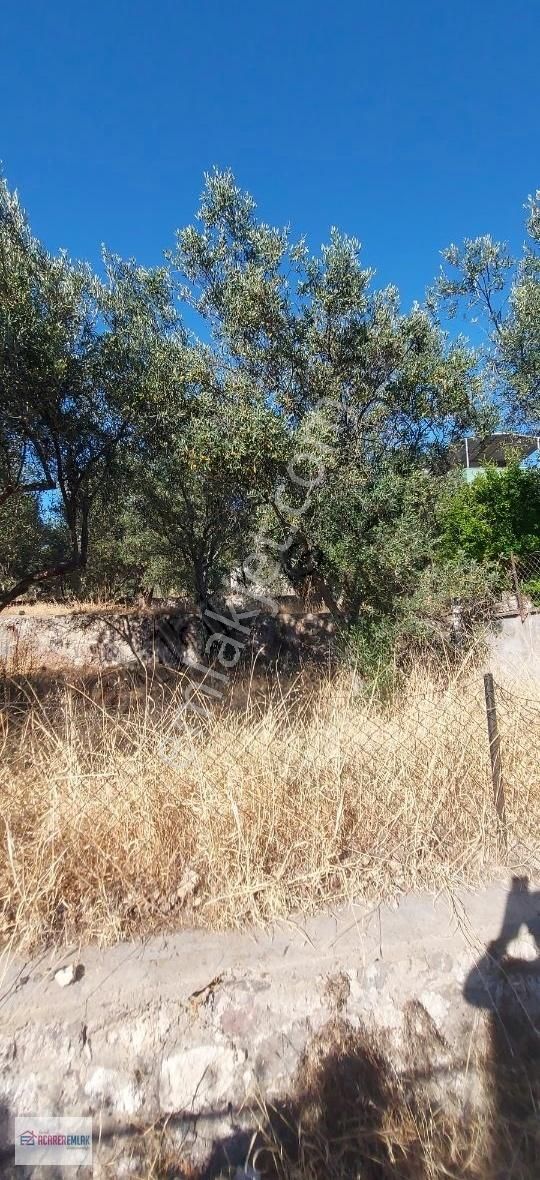 Dikili Bademli Çam Kamp Civarında Satılık Zeytinli Tarla - Görsel 13