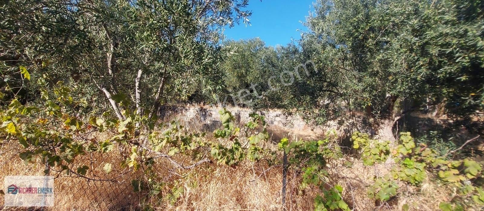 Dikili Bademli Çam Kamp Civarında Satılık Zeytinli Tarla - Görsel 7