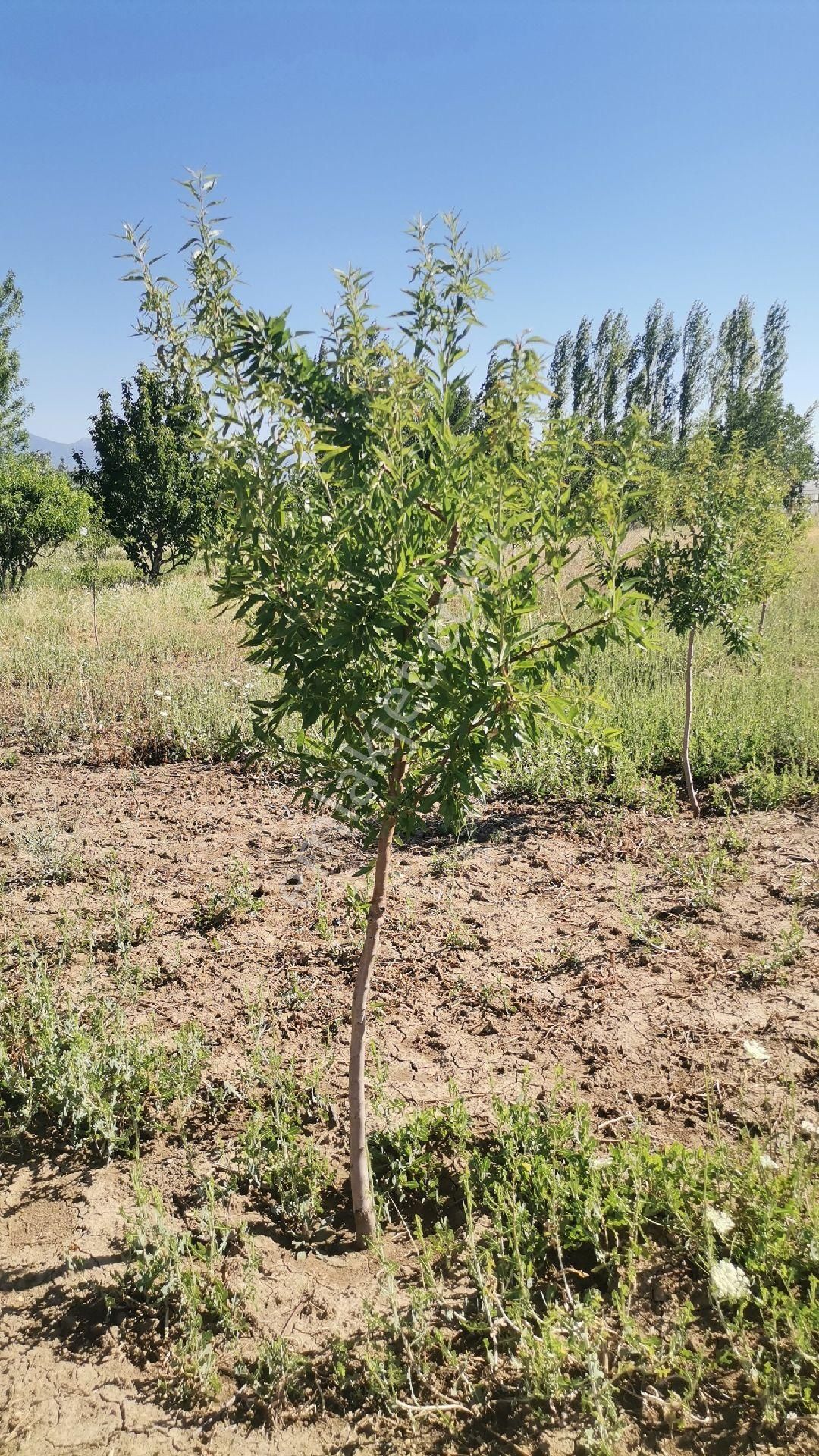 Korkuteli Yeşilyayla Satılık Tarla Antalyanin Popiler Yaylasi