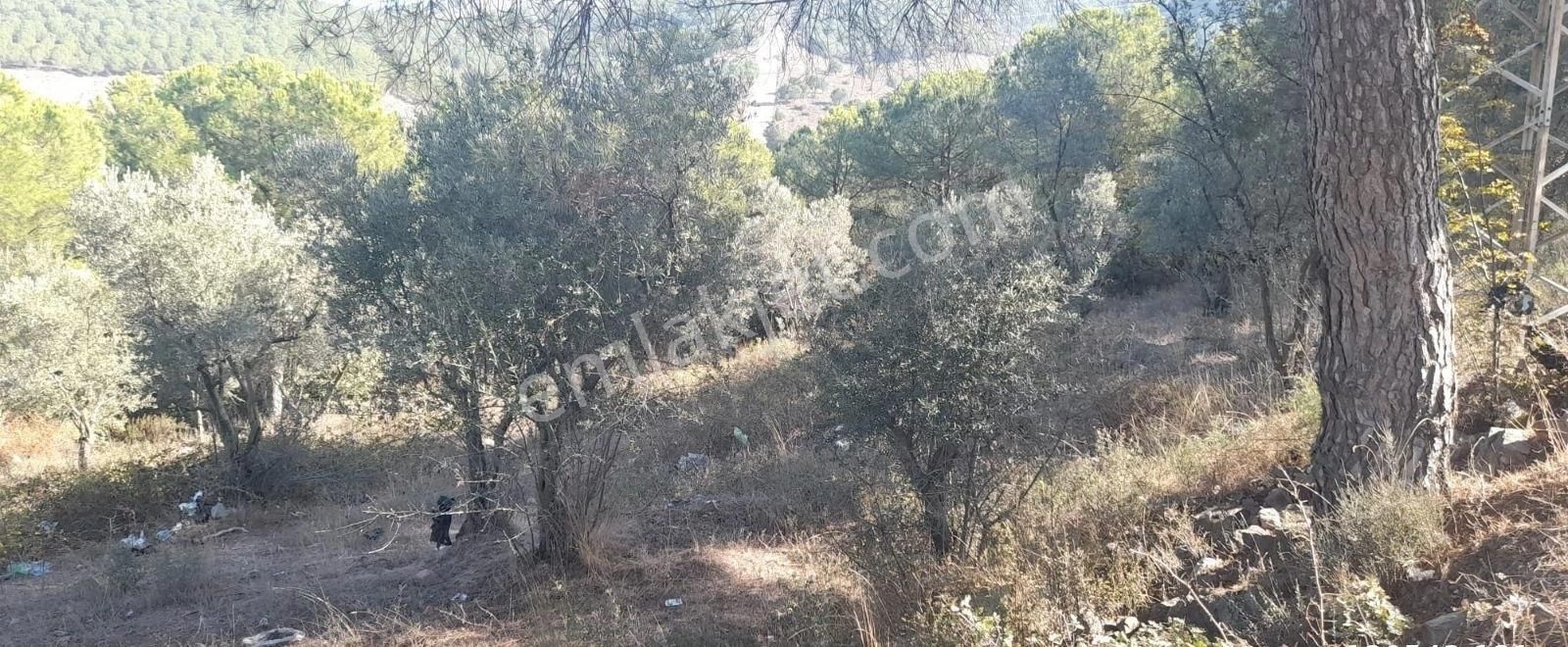 Bursa Demirtaş Mah. İsmetiye Köy Tarla Satılık - Görsel 2