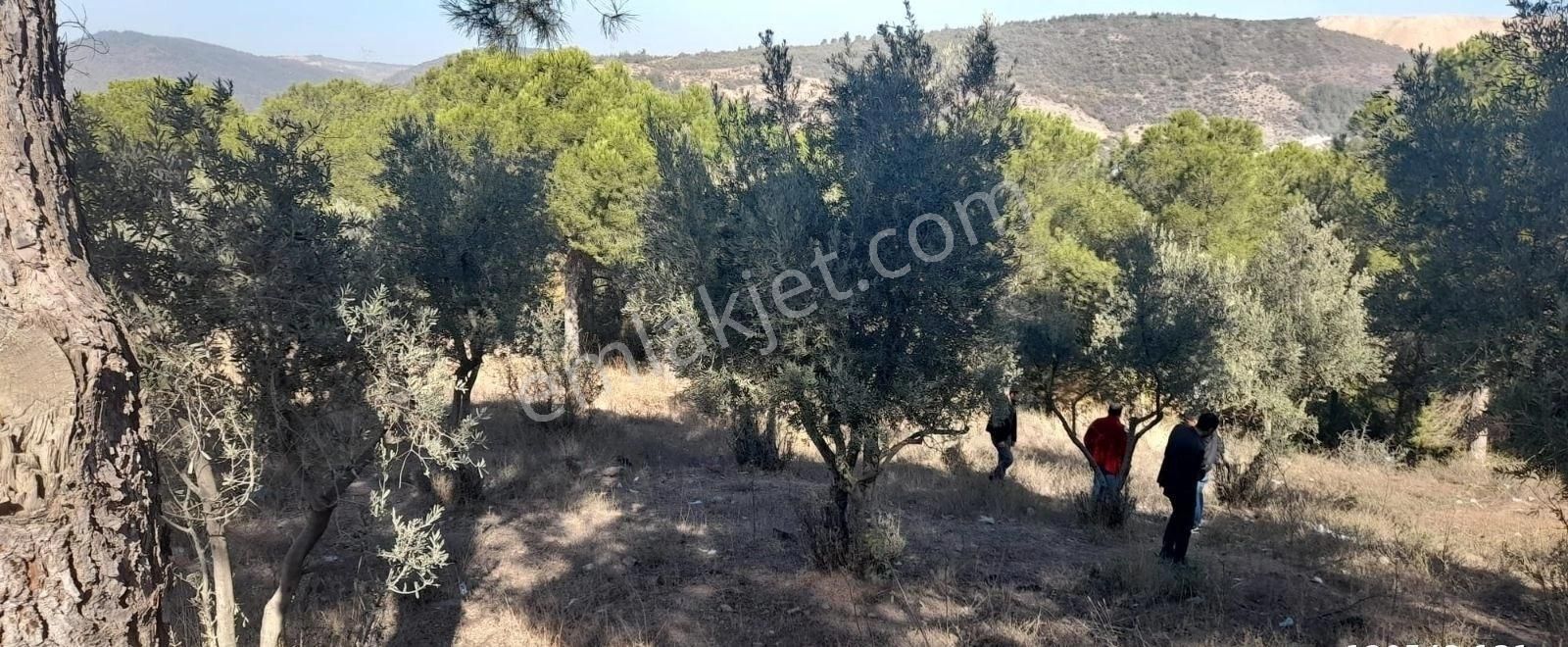 Bursa Demirtaş Mah. İsmetiye Köy Tarla Satılık - Görsel 6