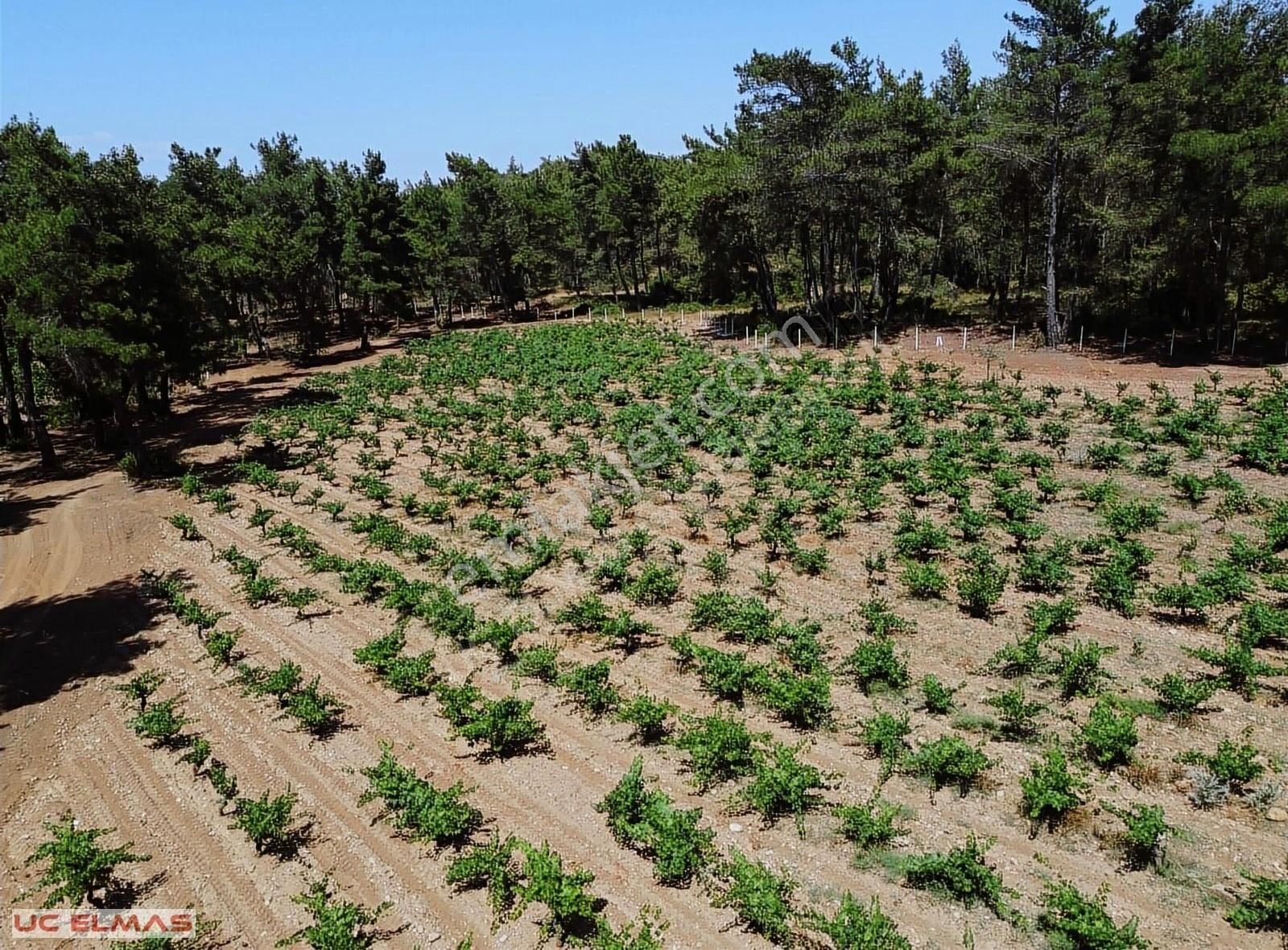 Menderes Yeniköy Satılık Bağ & Bahçe Üö Elmastan Muhteşem Bir Doğanın İçinde 245 M²süper Bahçeler