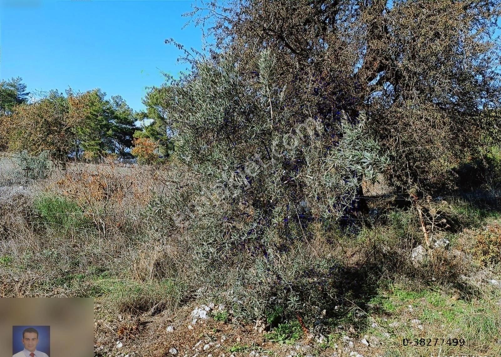 Belen De Sorunsuz Bahçe Ve Tarla - Görsel 16