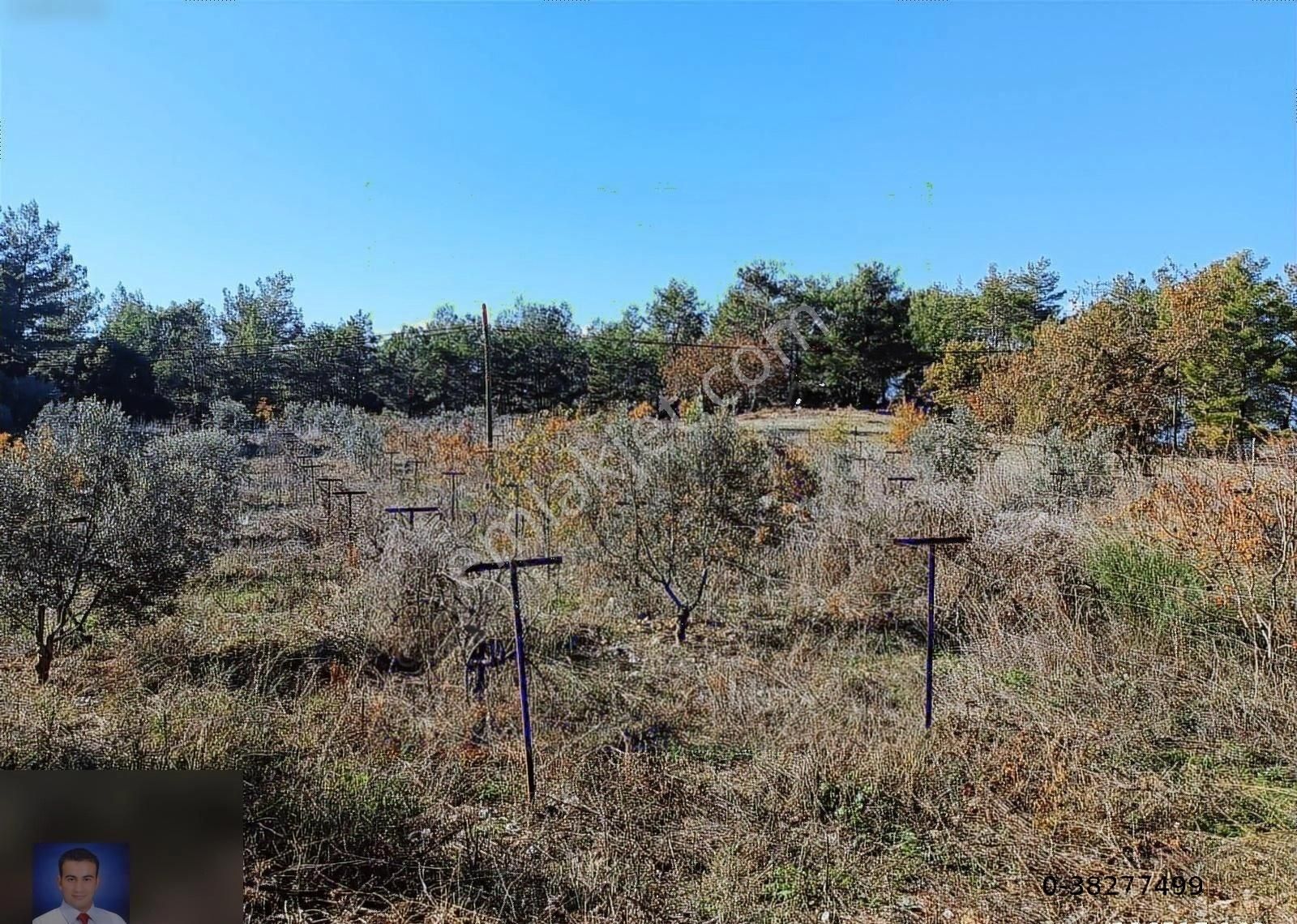 Belen De Sorunsuz Bahçe Ve Tarla - Görsel 12