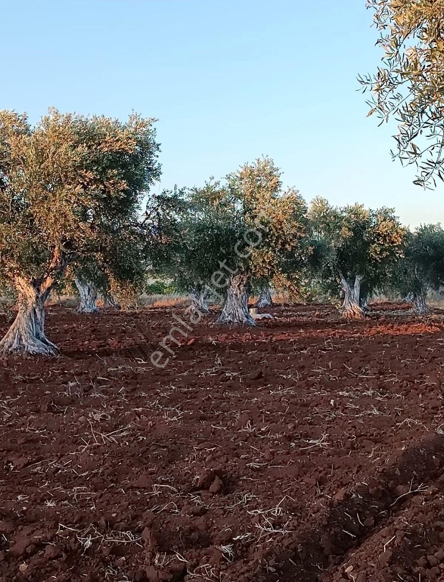 Kilis Merkez Albay İbrahim Karaoğlanoğlu Satılık Zeytinlik Kilis Mahmut Emlaktan Satılık Zeytin Bahçesi