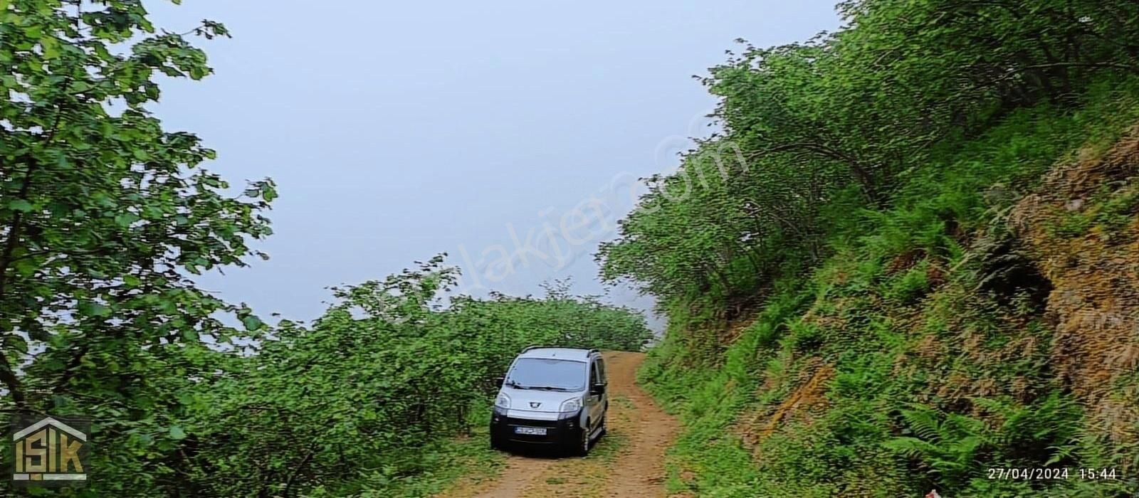 Giresun Merkez Ülper Köyü (Çakıroğlu) Satılık Bağ & Bahçe Işık Gayrimenkulden Ülperde Satılık 13 Dönüm Fındık Bahçesi