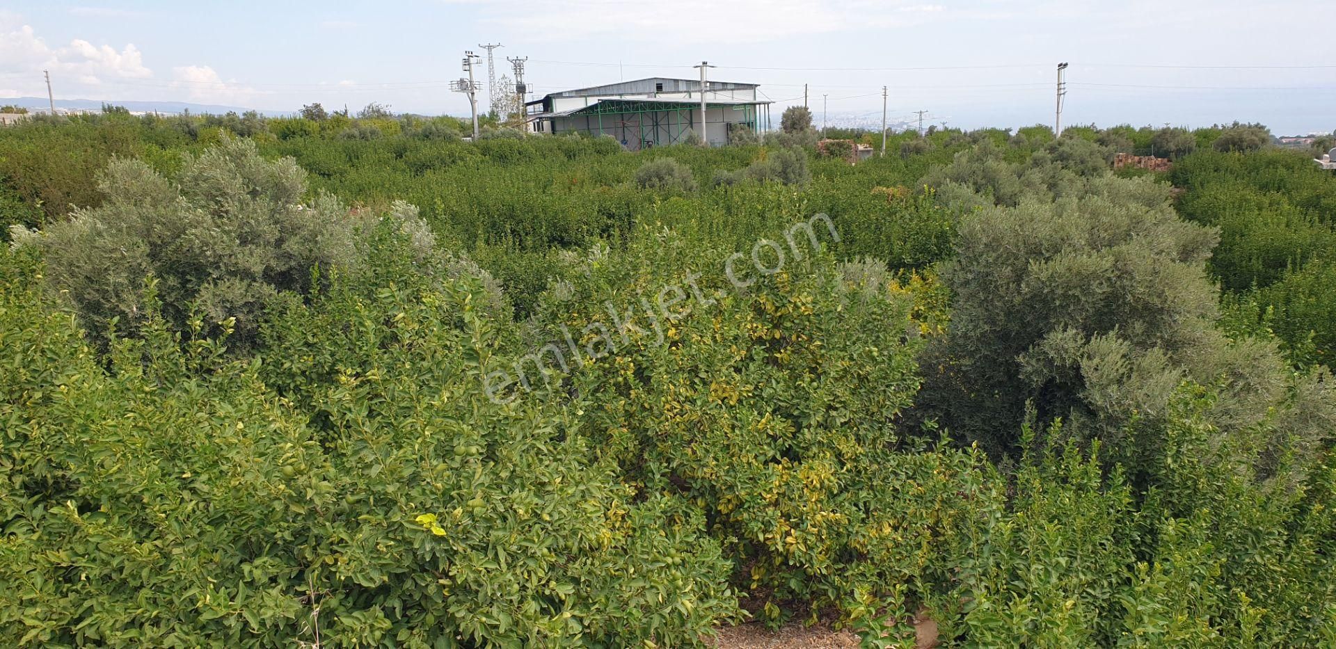 Erdemli Batısandal Mah Satılık Havuzlu Limon Bahçesi - Görsel 14