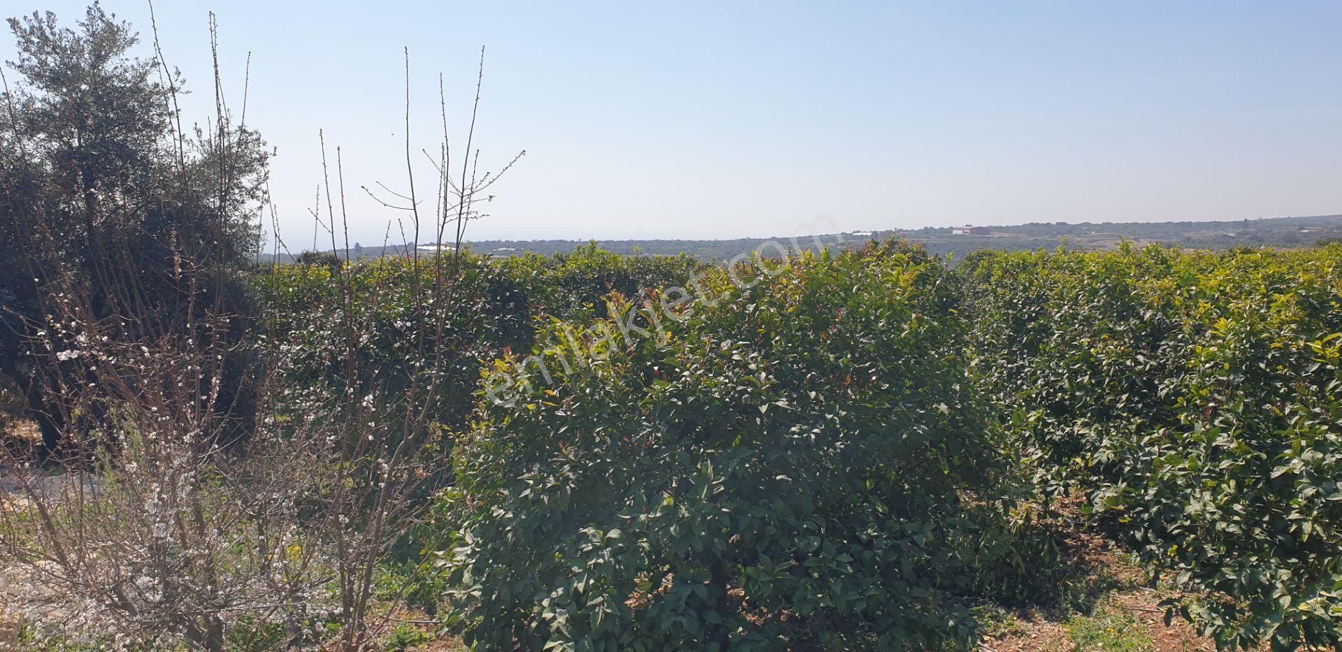 Erdemli Batısandal Mah Satılık Havuzlu Limon Bahçesi - Görsel 8