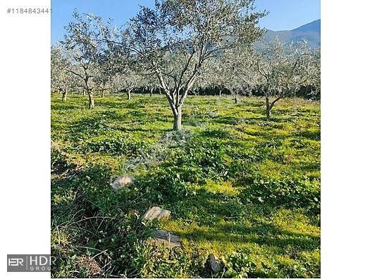 Ödemiş Konaklı Satılık Tarla  KONAKLI ADAGÜME'DE SATILIK ARSA