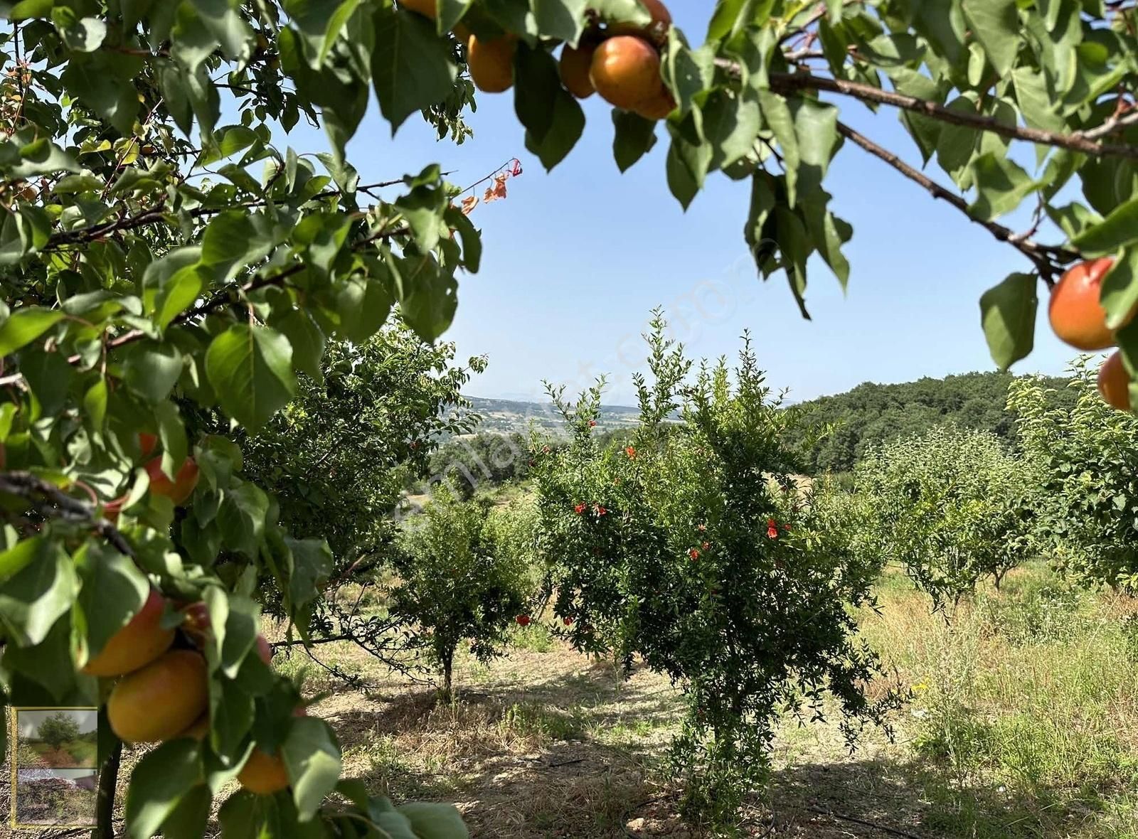 Gönen Ekşidere Satılık Tarla Gönenin En Gözde Köyünde Satılık Meyve Bahçesi