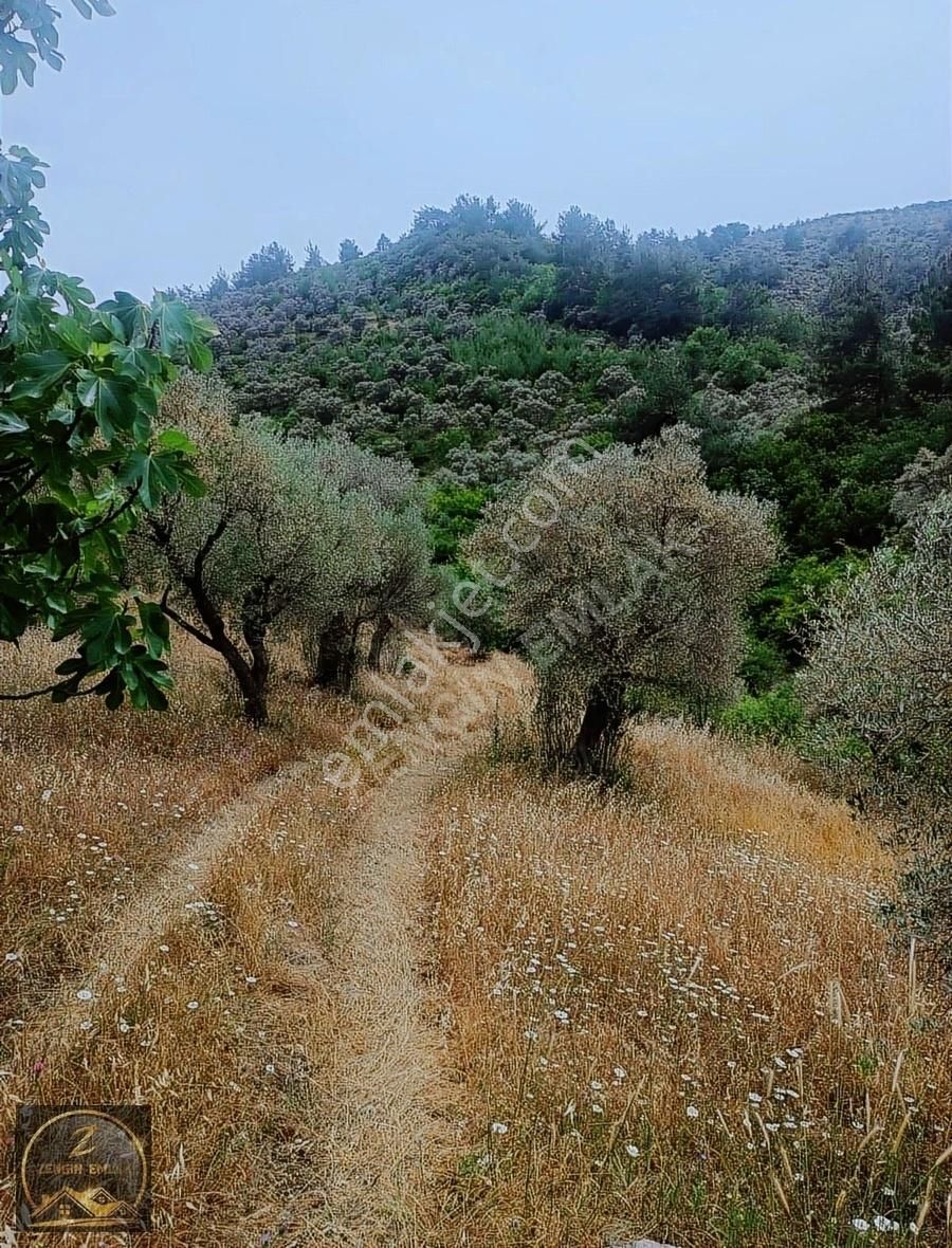 Torbalı Karakızlar Satılık Zeytinlik Zengin Emlak'tan satılık