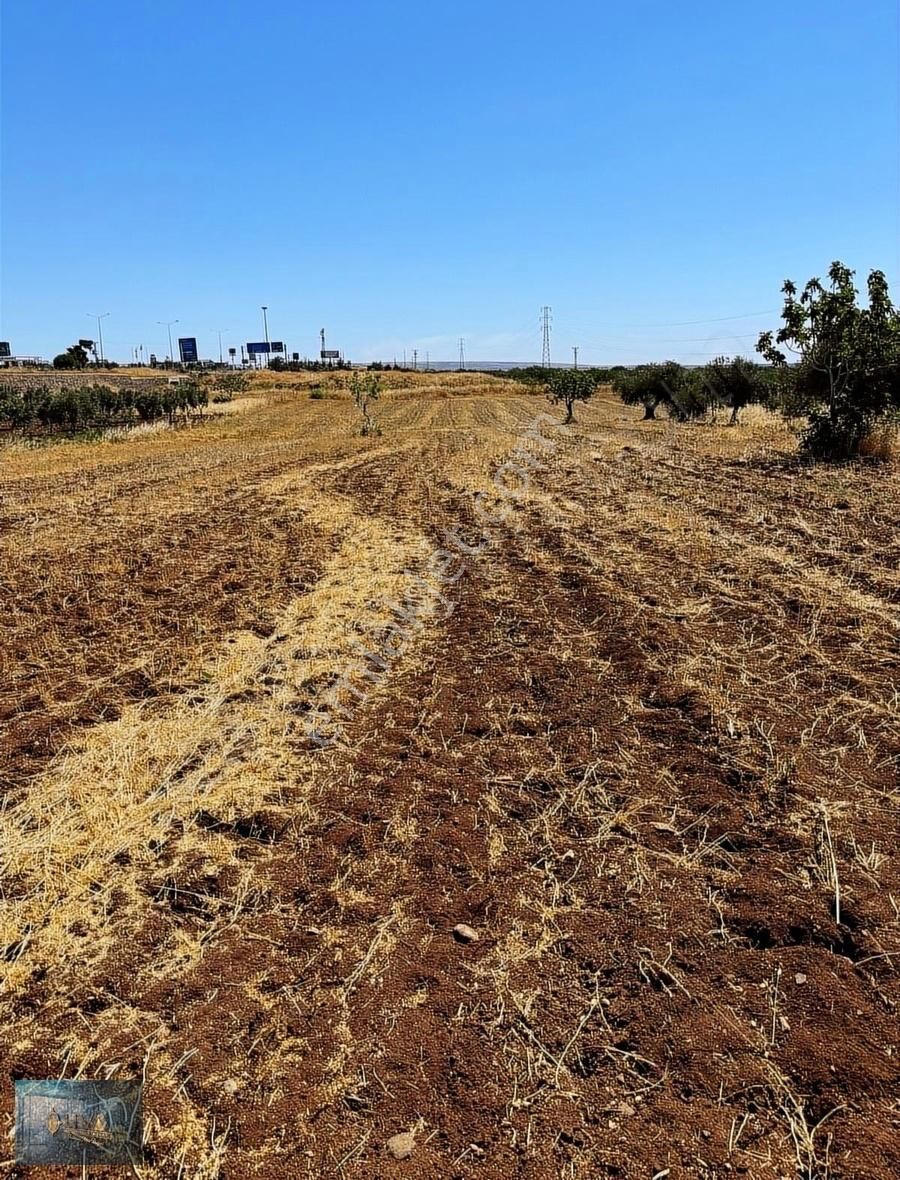 Kilis Merkez Oylum Satılık Tarla LİVA GAYRİMENKUL'DEN ANTEP YOLU ÜZERİNDE SATILIK ARAZİ