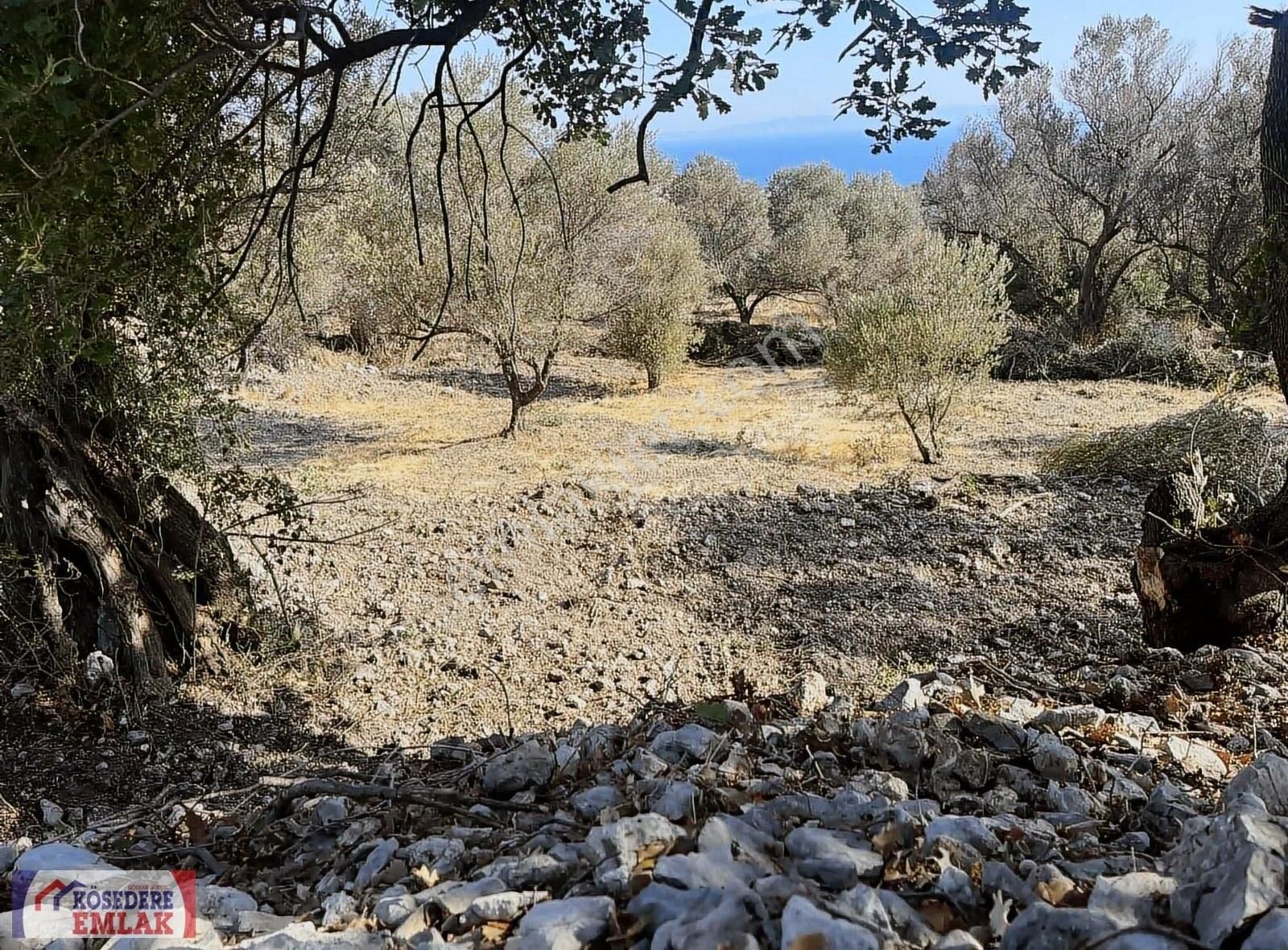 Karaburun Kösedere Satılık Tarla KÖSEDEREDE DENİZ MANZARALI YOLU OLAN SATILIK TARLA