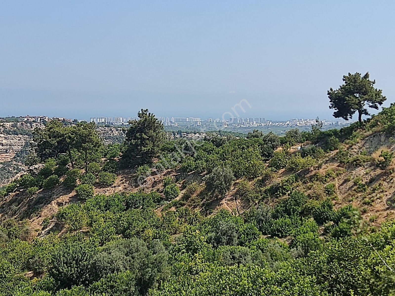 Aslan'dan Hacıhalil Arpaç'ta 6350 M2 Limon Ve Avakado Bahçesi - Görsel 13