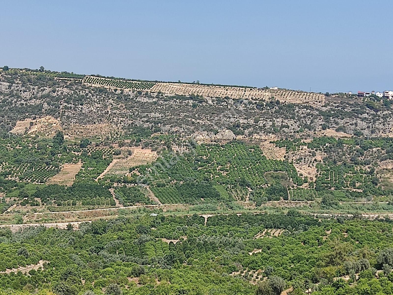 Aslan'dan Hacıhalil Arpaç'ta 6350 M2 Limon Ve Avakado Bahçesi - Görsel 14