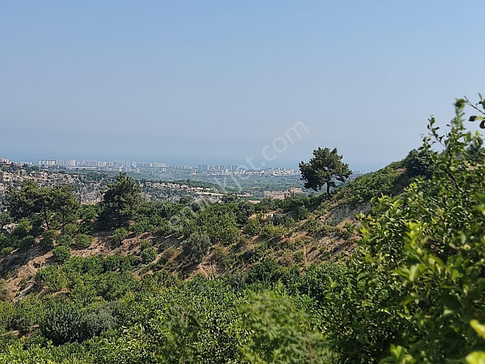Aslan'dan Hacıhalil Arpaç'ta 6350 M2 Limon Ve Avakado Bahçesi - Görsel 12