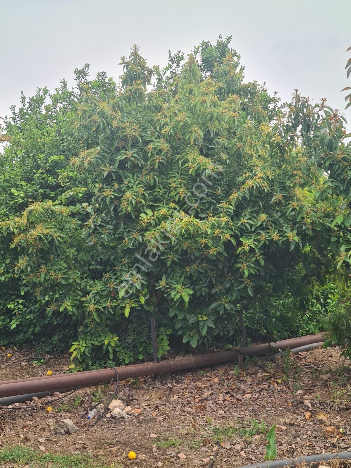 Aslan'dan Hacıhalil Arpaç'ta 6350 M2 Limon Ve Avakado Bahçesi - Görsel 7