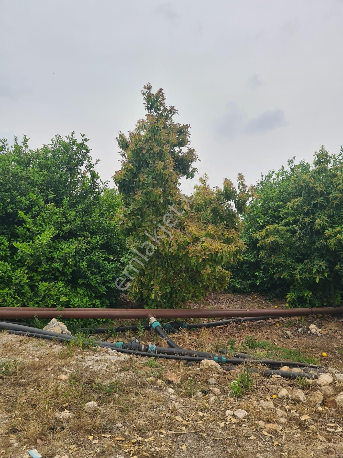 Aslan'dan Hacıhalil Arpaç'ta 6350 M2 Limon Ve Avakado Bahçesi - Görsel 11