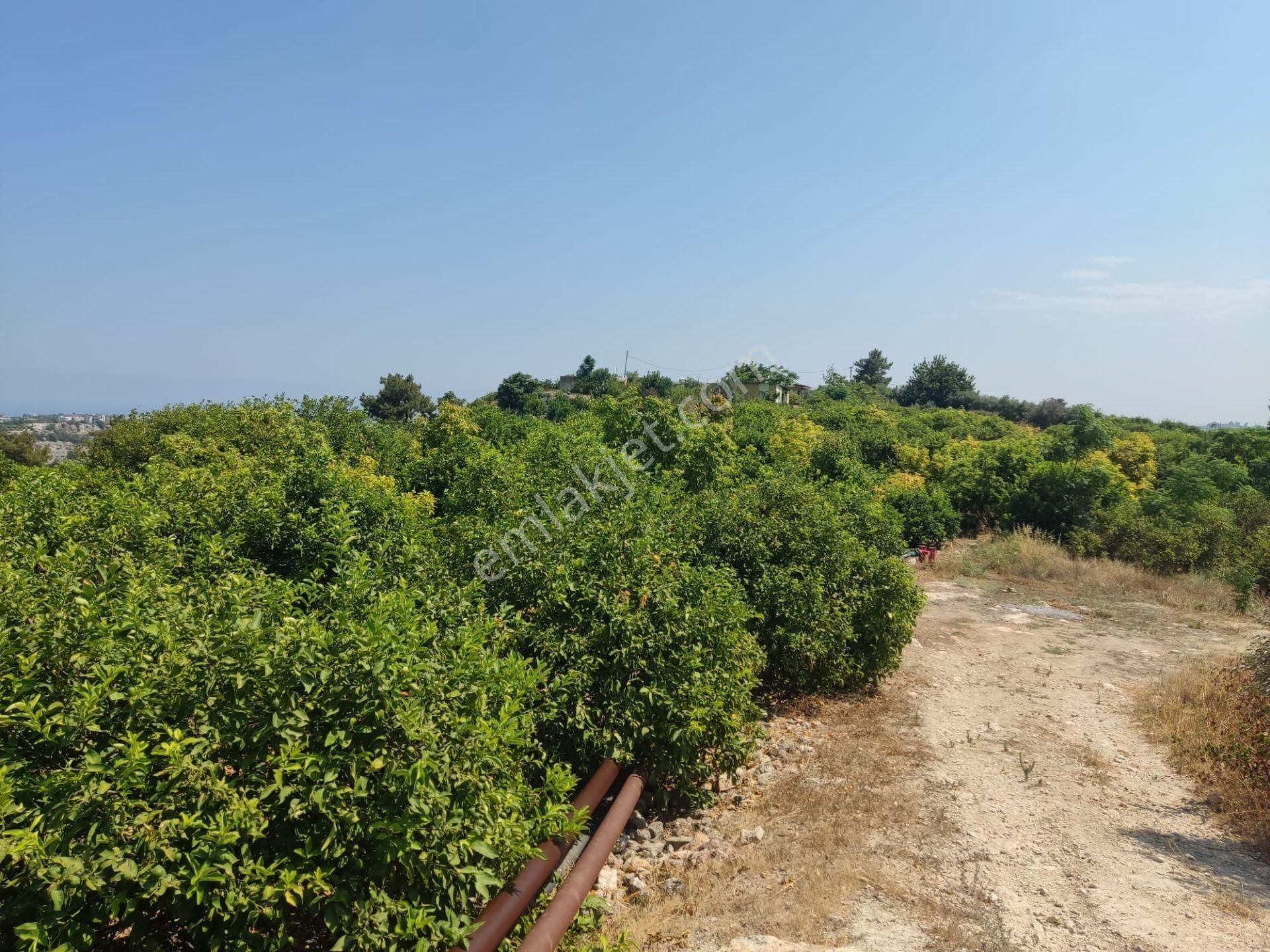 Aslan'dan Hacıhalil Arpaç'ta 6350 M2 Limon Ve Avakado Bahçesi - Görsel 3