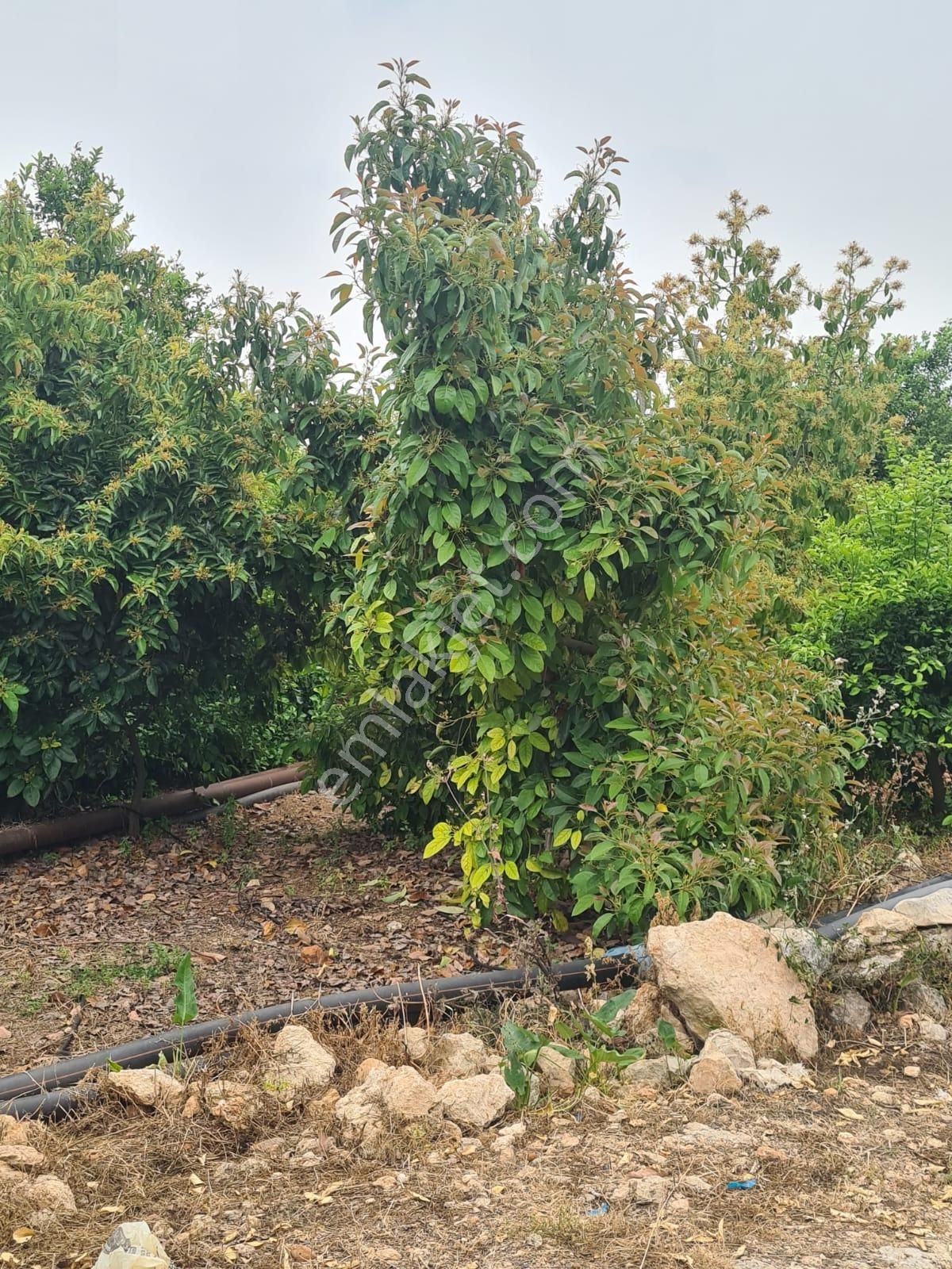 Aslan'dan Hacıhalil Arpaç'ta 6350 M2 Limon Ve Avakado Bahçesi - Görsel 9