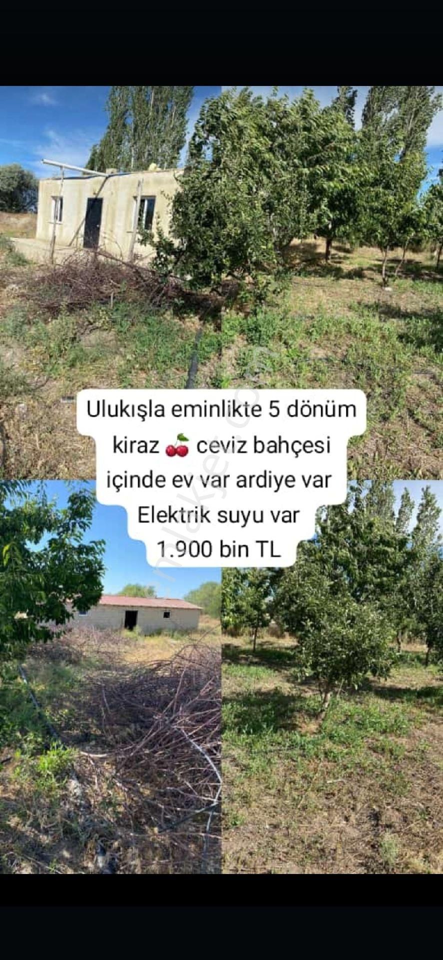 Ulukışla Eminlik Köyü (Küme 1) Satılık Tarla Ulukışla Eminlikte 5 Dönüm Kiraz Bahçesi