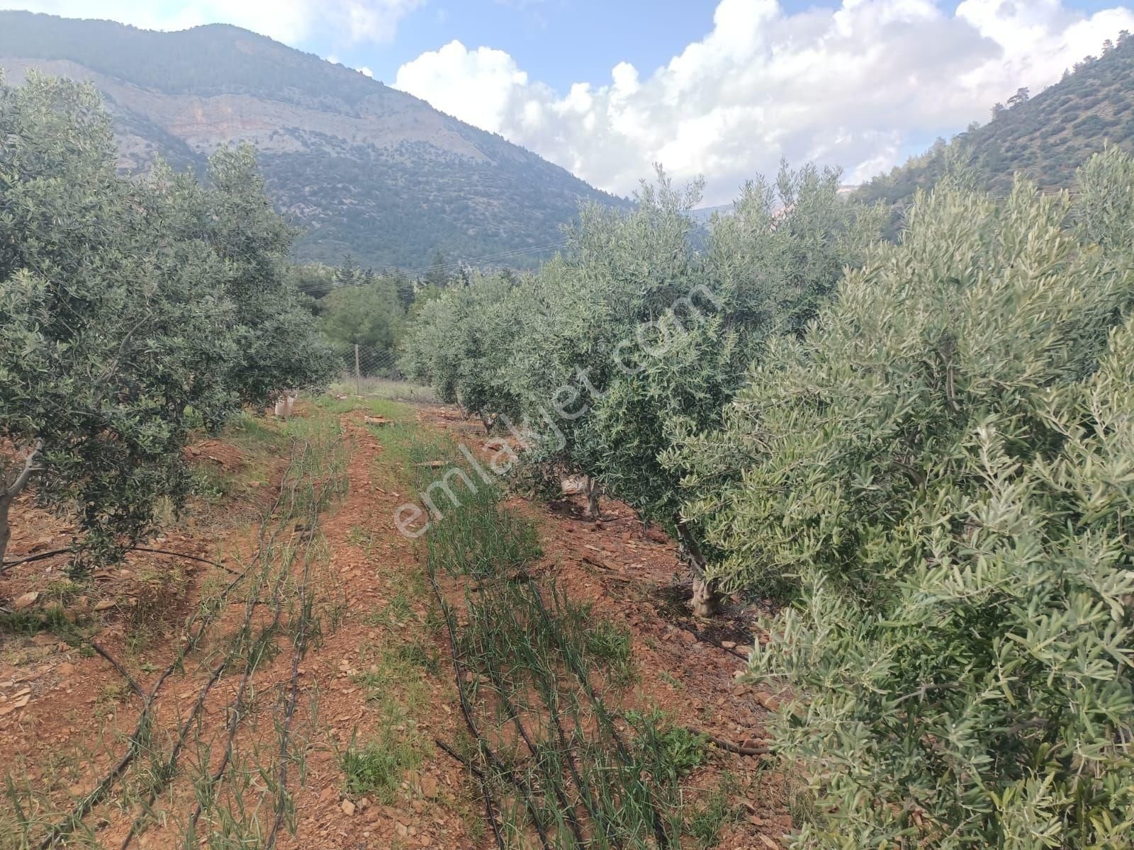 Aydıncık Emlaktan Satılık Tarla 1316m2 - Görsel 2