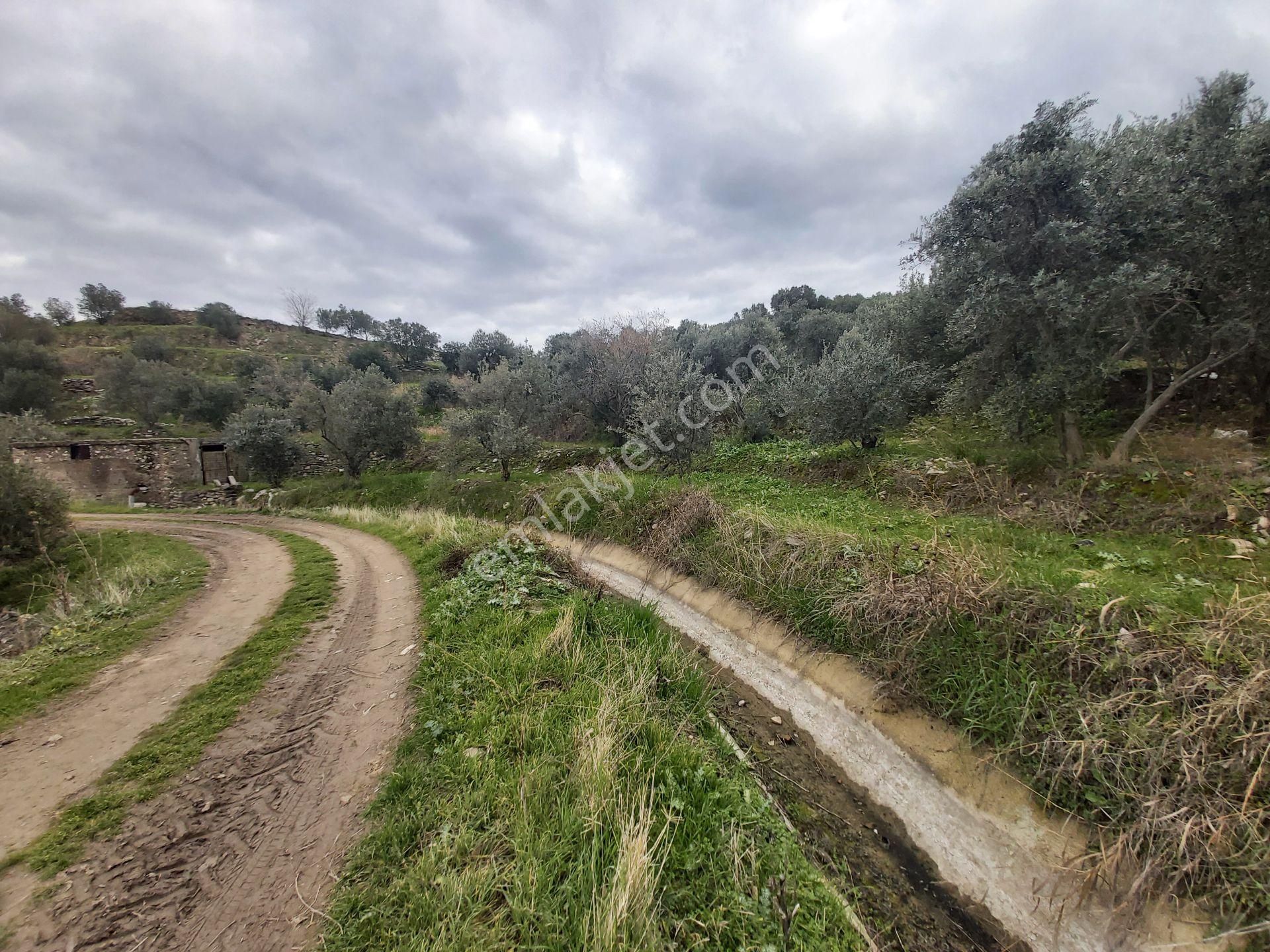 Kuyucak Başaran Mahallesinde 26 Dönüm Satılık Zeytinlik - Görsel 16