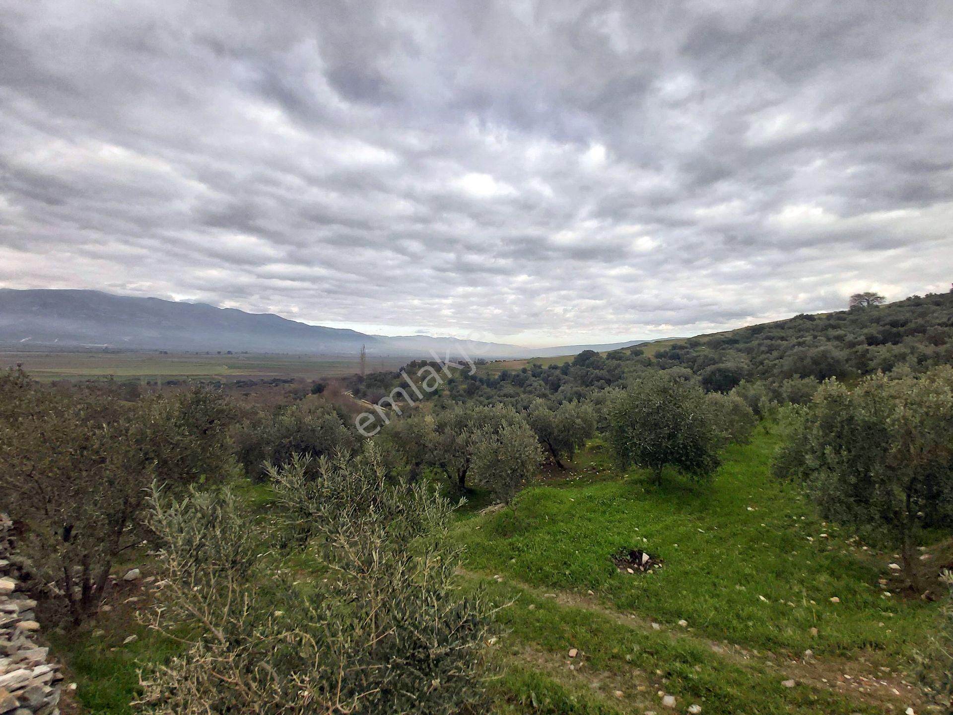 Kuyucak Başaran Mahallesinde 26 Dönüm Satılık Zeytinlik - Görsel 2