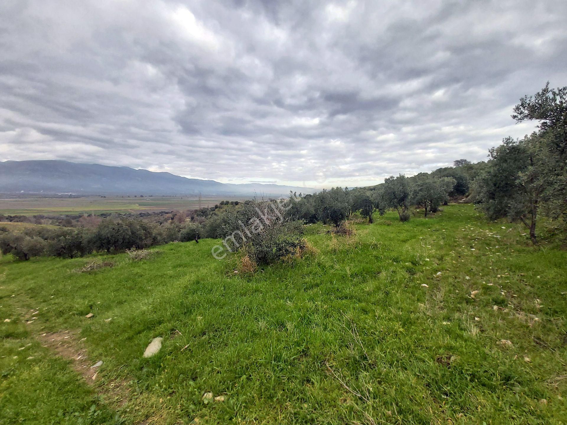 Kuyucak Başaran Mahallesinde 26 Dönüm Satılık Zeytinlik - Görsel 10