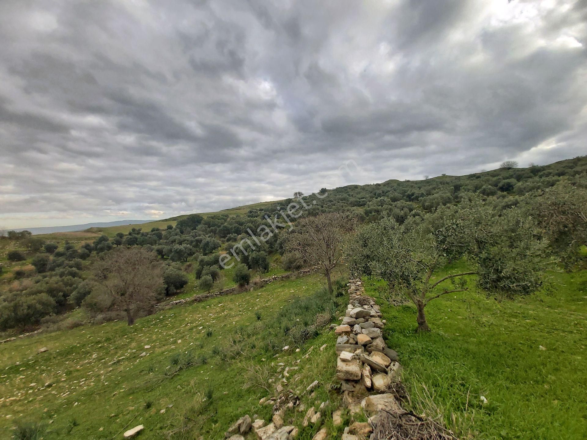 Kuyucak Başaran Mahallesinde 26 Dönüm Satılık Zeytinlik - Görsel 14