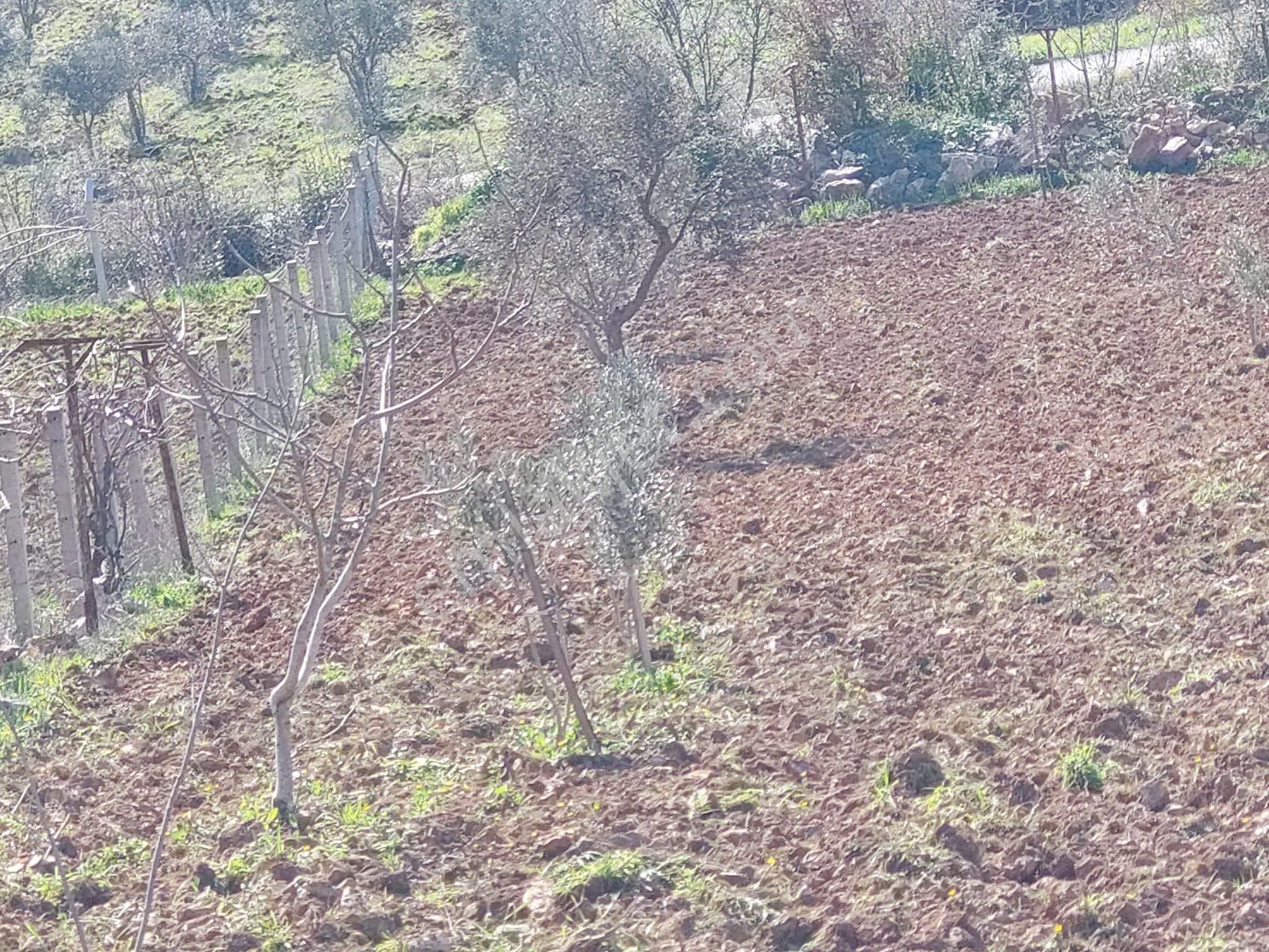 Yola Cepheli İçerisinde Ruhsatı Alınmış Evi Bulunan Tek Tapulu Tarla - Görsel 6