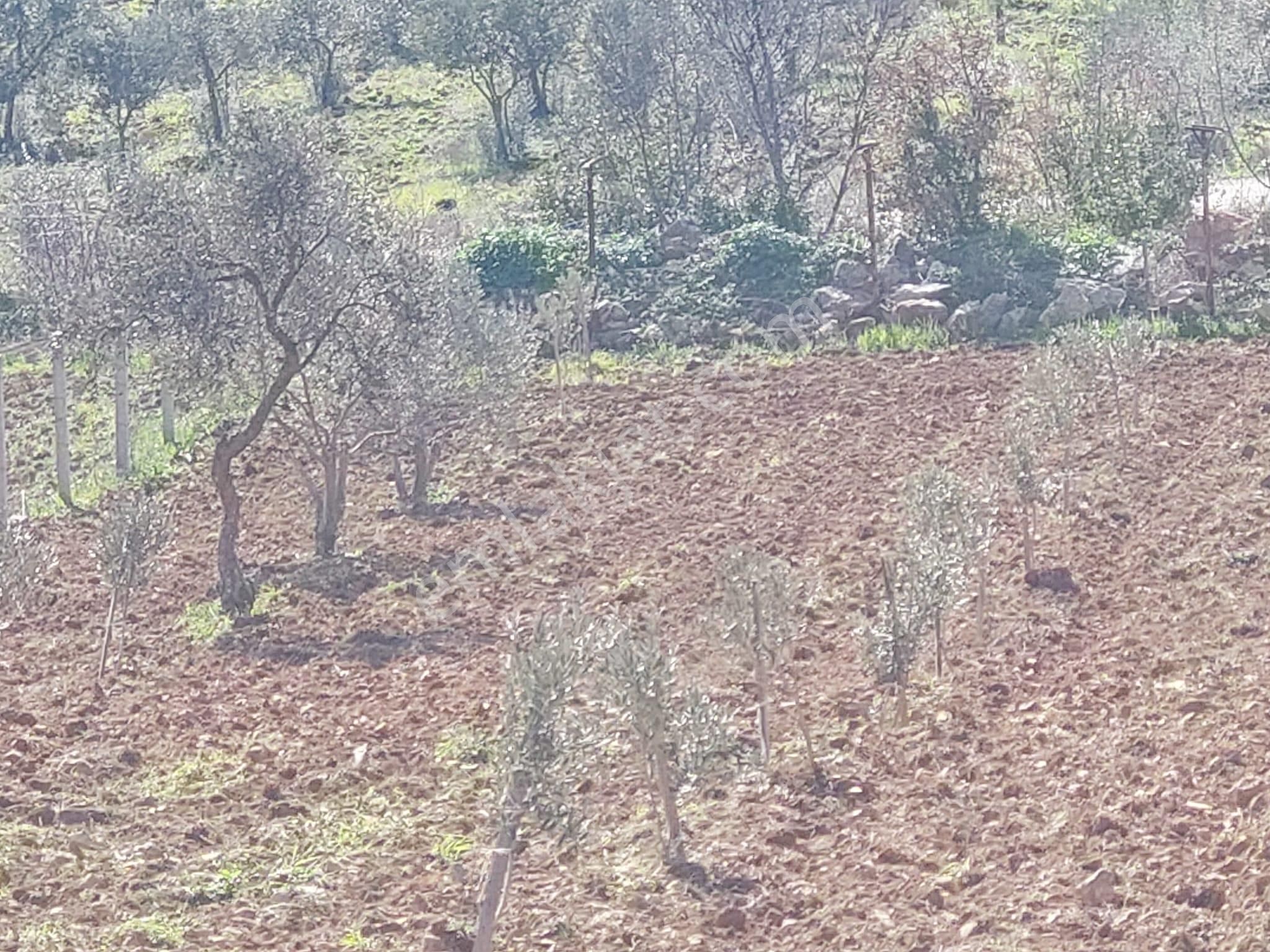 Yola Cepheli İçerisinde Ruhsatı Alınmış Evi Bulunan Tek Tapulu Tarla - Görsel 2