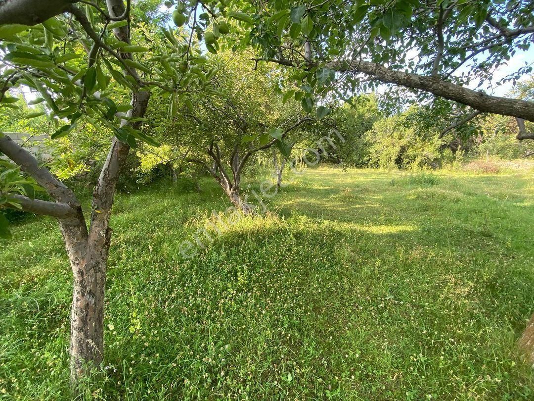 Niğde Merkez Taşlıca Köyü Satılık Bağ & Bahçe Acil Satılık Bahçe Niğde Taşlıca Köyü 