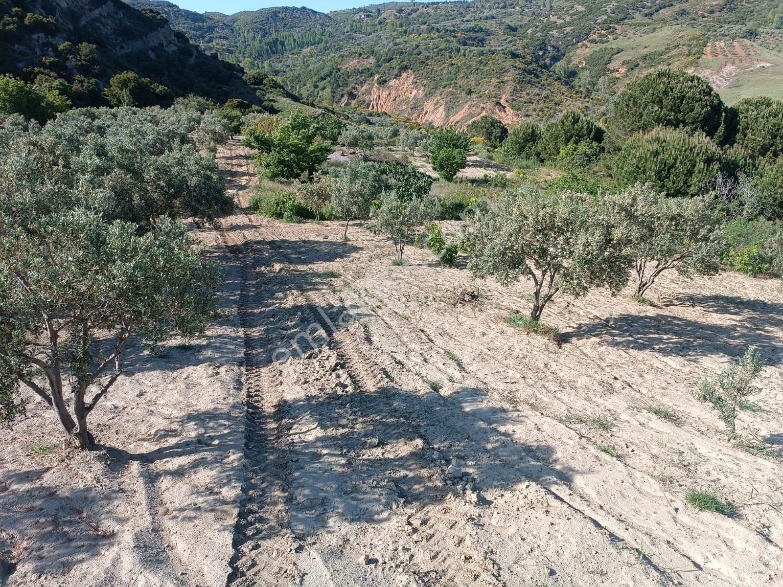 Şarköy Çengelli Satılık Tarla Şarköy De 6 Dönüm 470 M2 Tek Tapu Zeytinlik Tarlası