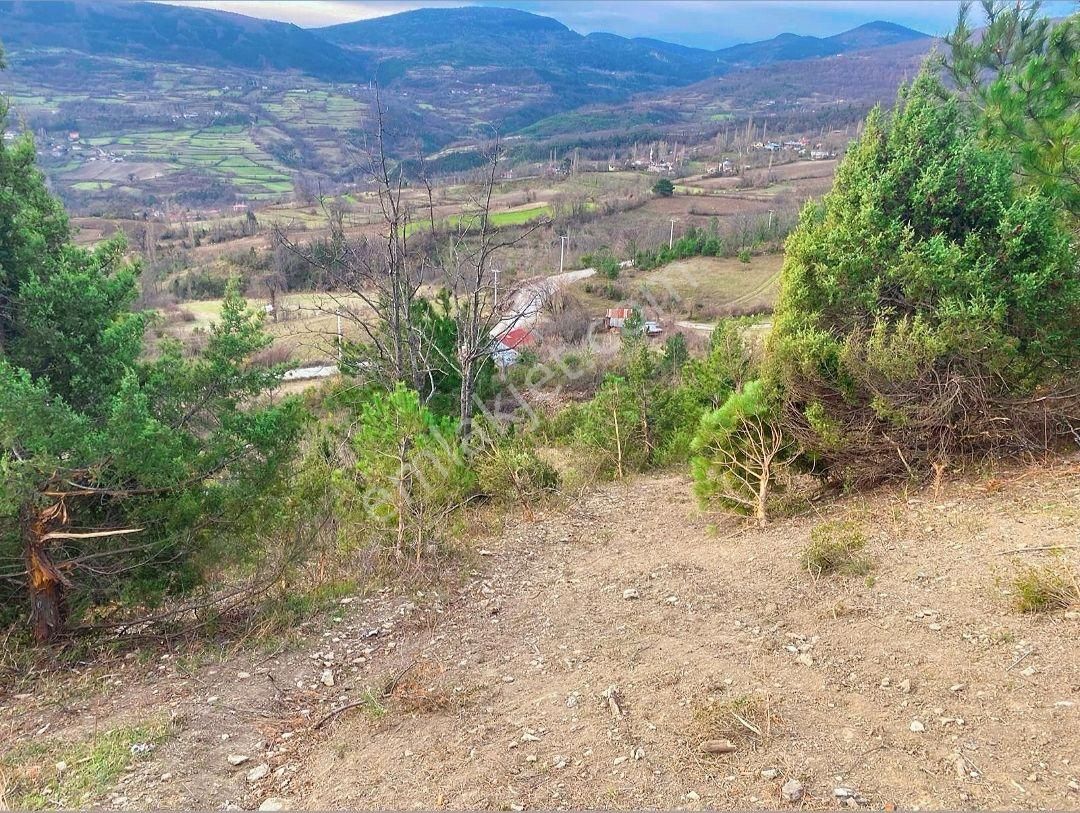 Gerze Yamacık Köyü (Gacer) Satılık Tarla Gerze yamacık köyünde 13 dönüm müstakil tapulu tarla bölgenin en ucuzu 