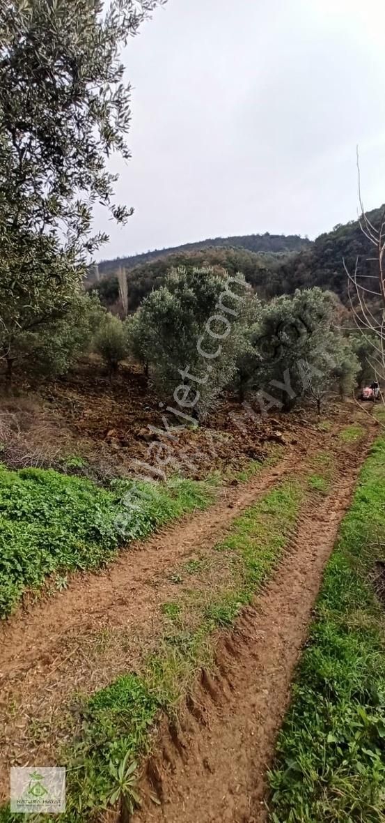 İznik Çampınar Köyünde, Göl Manzaralı Zeytinlik... - Görsel 3