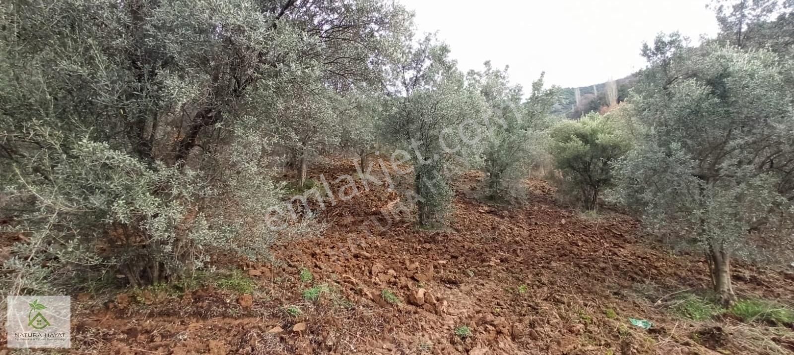 İznik Çampınar Köyünde, Göl Manzaralı Zeytinlik... - Görsel 5