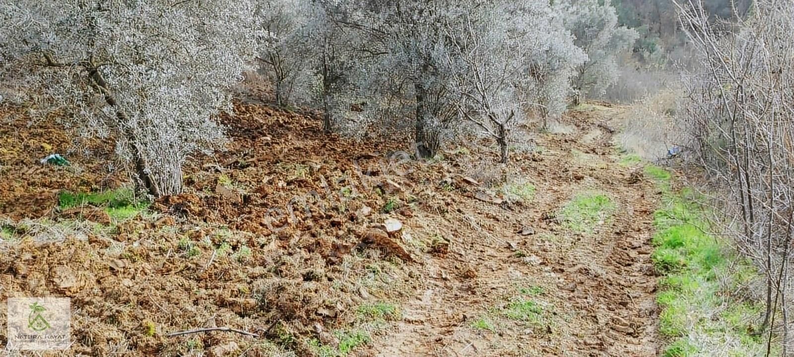 İznik Çampınar Köyünde, Göl Manzaralı Zeytinlik... - Görsel 6