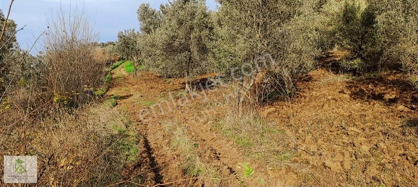 İznik Çampınar Köyünde, Göl Manzaralı Zeytinlik... - Görsel 2