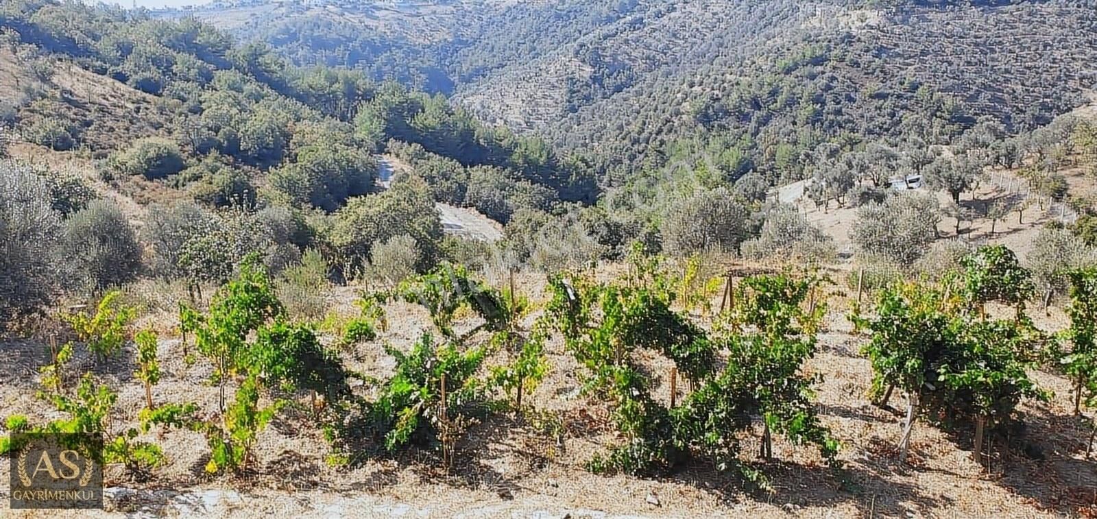 As Gyd.seferihisar Gödence'de Köy İçinde Ruhsatlı Ev Olan Arazi - Görsel 10