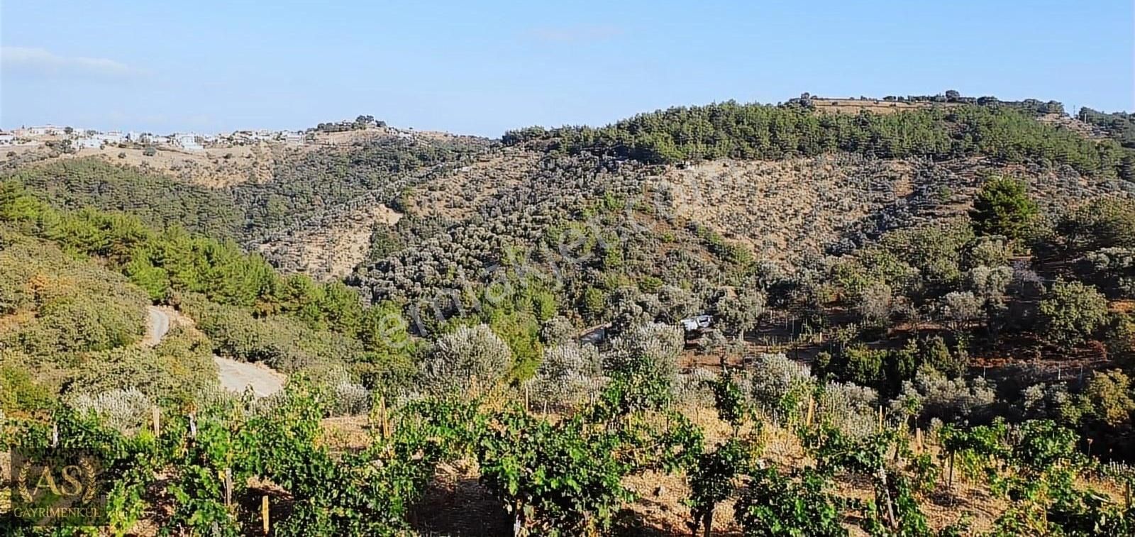 As Gyd.seferihisar Gödence'de Köy İçinde Ruhsatlı Ev Olan Arazi - Görsel 3