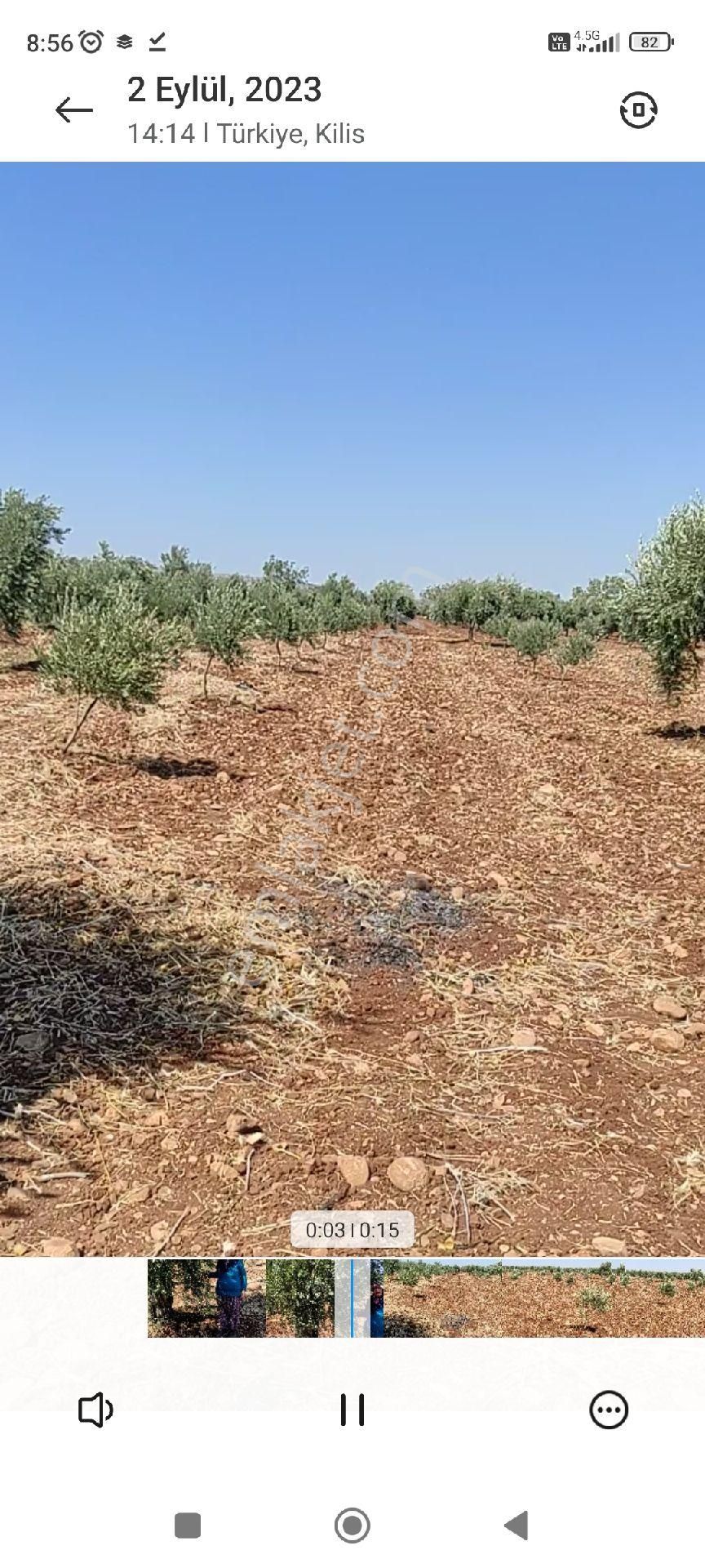 Kilis Merkez Oylum Satılık Zeytinlik zeytin bahçesi 