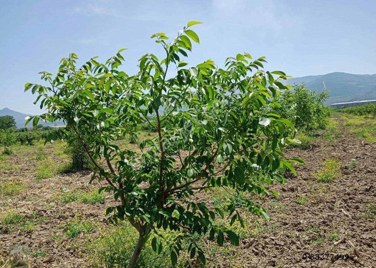 Geyve İnciksuyu Satılık Bağ & Bahçe SAKARYA  GEYVE  MERKEZE YAKIN ASKERİYENİN YANI 16.500 M2 CEVİZ BAHÇESİ