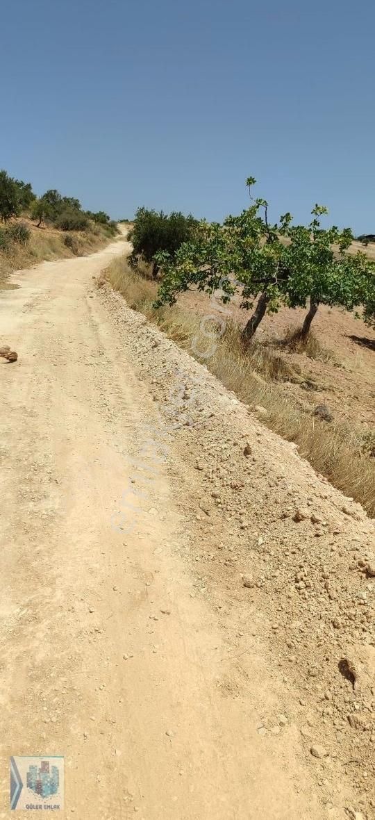 Nizip Kıratlı Satılık Tarla Nizip Kıratlı Köyün De 18.250m2 Zeytin Bahçesi Uygun Fiyat