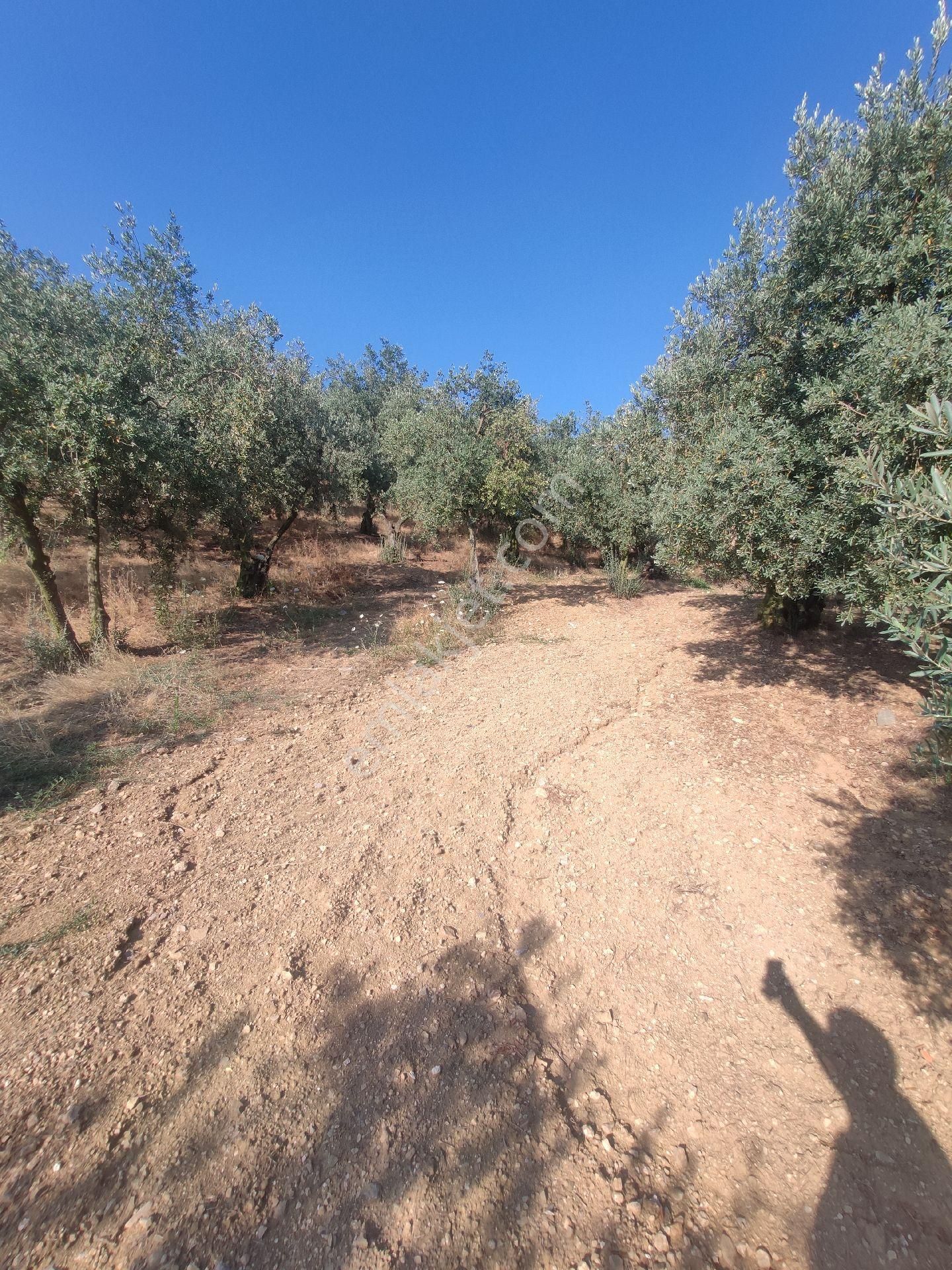 Yenigürle'de Yola Cephe Satılık Zeytinlik - Görsel 16