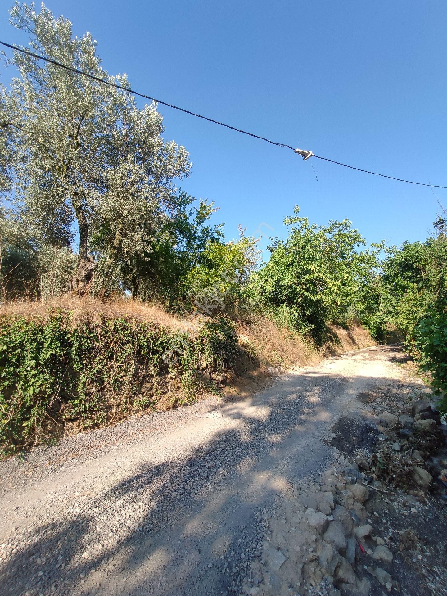 Yenigürle'de Yola Cephe Satılık Zeytinlik - Görsel 2