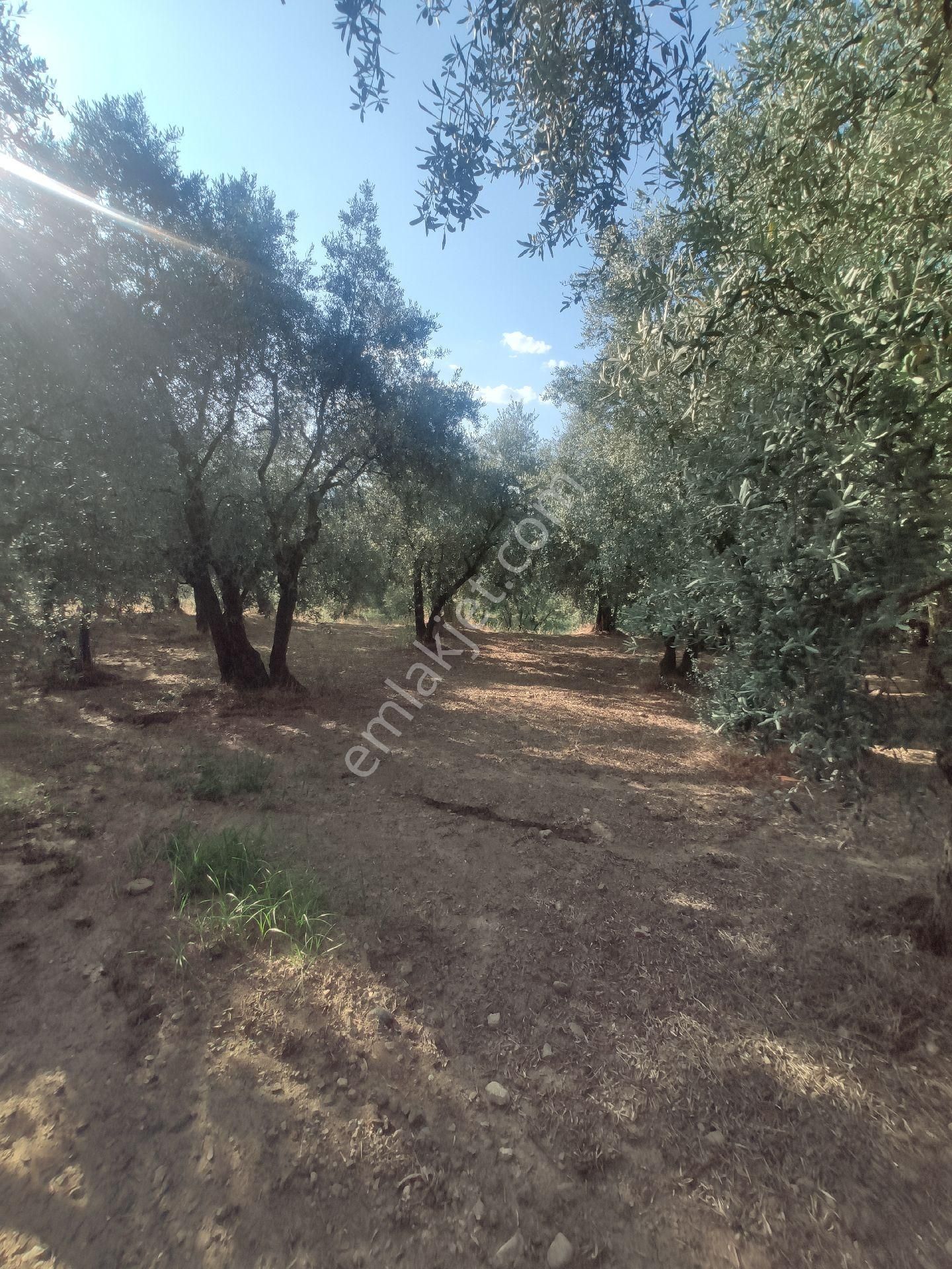 Yenigürle'de Yola Cephe Satılık Zeytinlik - Görsel 32