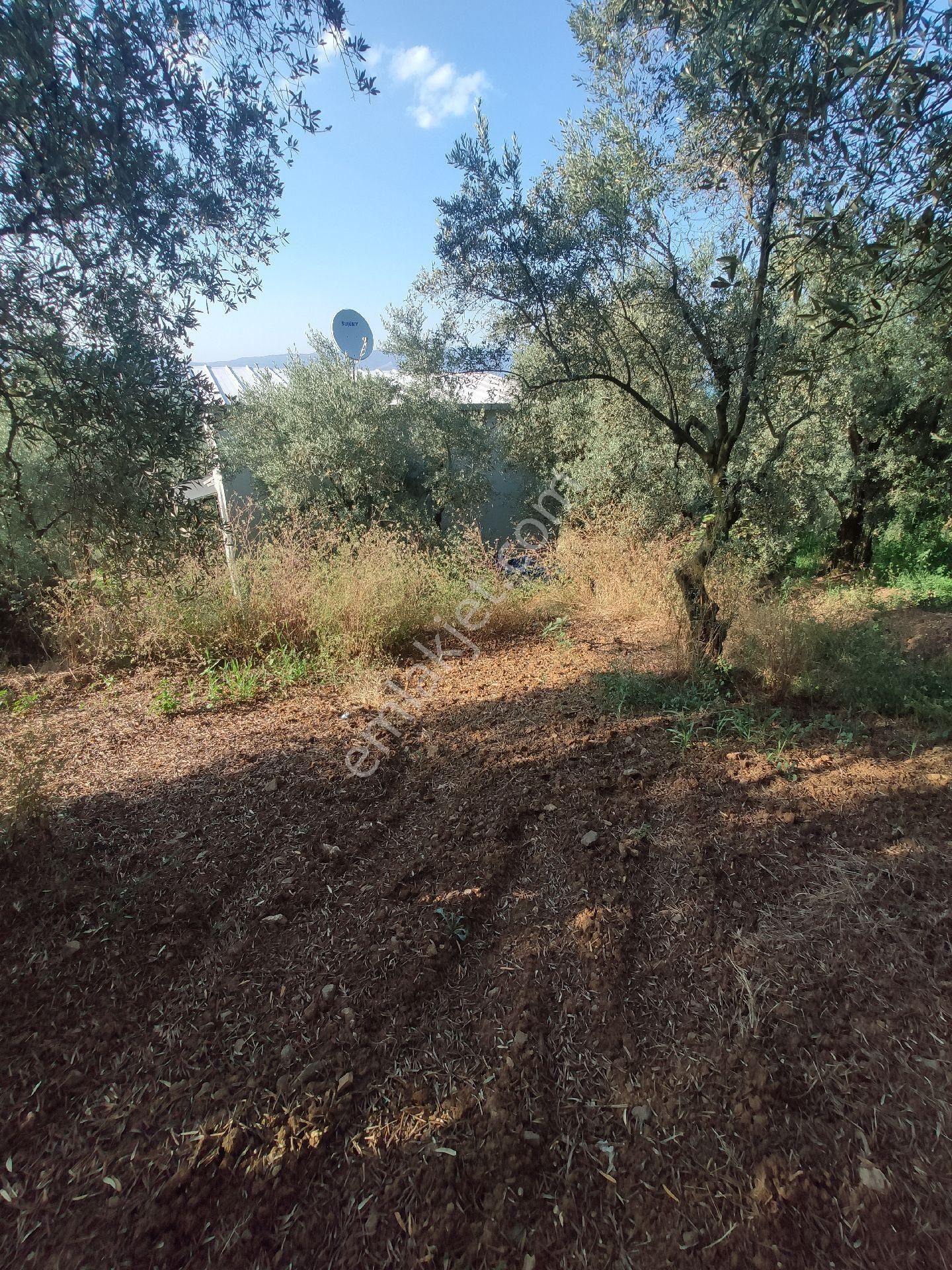 Yenigürle Köy İmar Alanı Bitişiğinde - Görsel 15